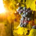 Pavlova & Secco Muscato