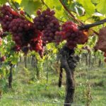 Het verhaal van de witte Solaris uit Cuijk