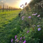 IJs van verse dadels & Muscaris