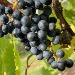 De fun van duurzame wijn