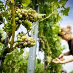 Topkwaliteit en kwantiteit