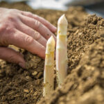 Topkwaliteit en kwantiteit