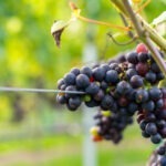 Chinezen verkopen Bordeaux-landgoederen en gaan local